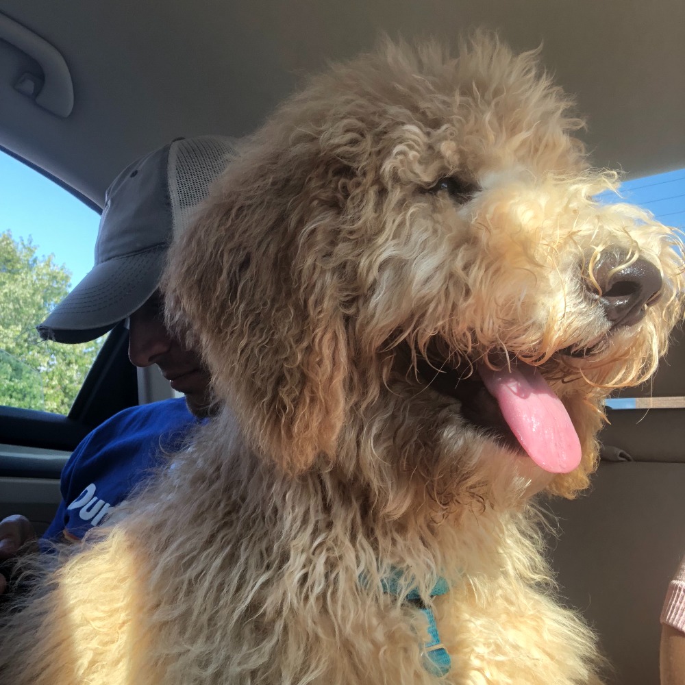 Meet your Posher, Jane